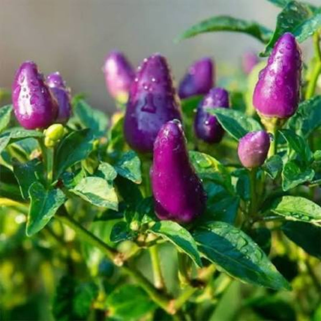 Bees Plant Hub Purple Chilli (Capsicum annuum) Live Plant