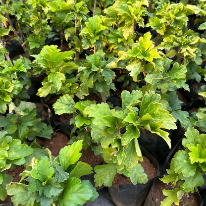Purple Hibiscus Live Plant