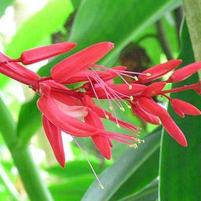 Bees Plant Hub Quassia Amara All Time Flowering Live Plant