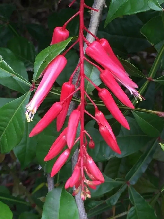 Bees Plant Hub Quassia Amara All Time Flowering Live Plant