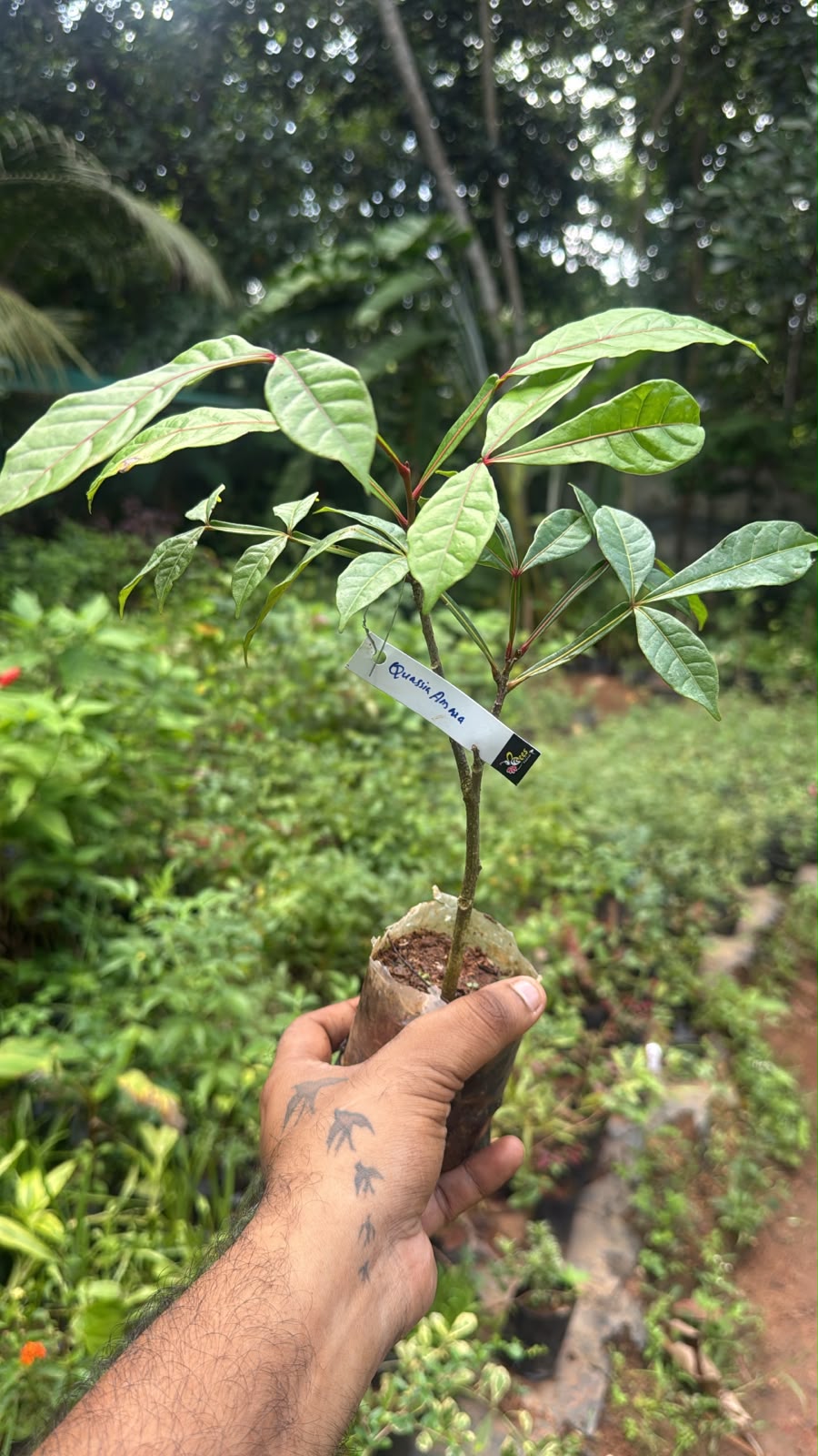 Bees Plant Hub Quassia Amara All Time Flowering Live Plant