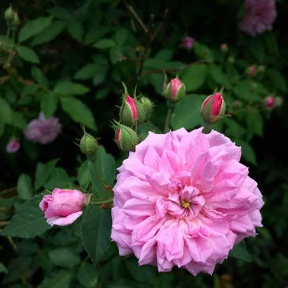 Bees Plant Hub "Queen Elizabeth" Rose Rare Flowering Live Plant