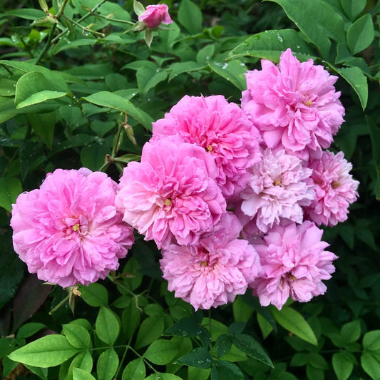 Bees Plant Hub "Queen Elizabeth" Rose Rare Flowering Live Plant
