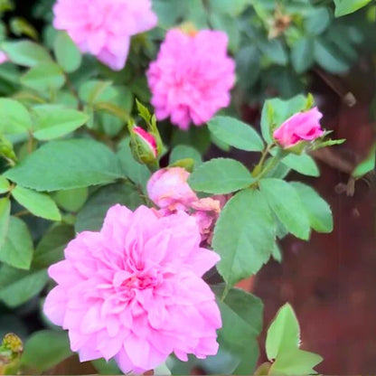 Bees Plant Hub "Queen Elizabeth" Rose Rare Flowering Live Plant