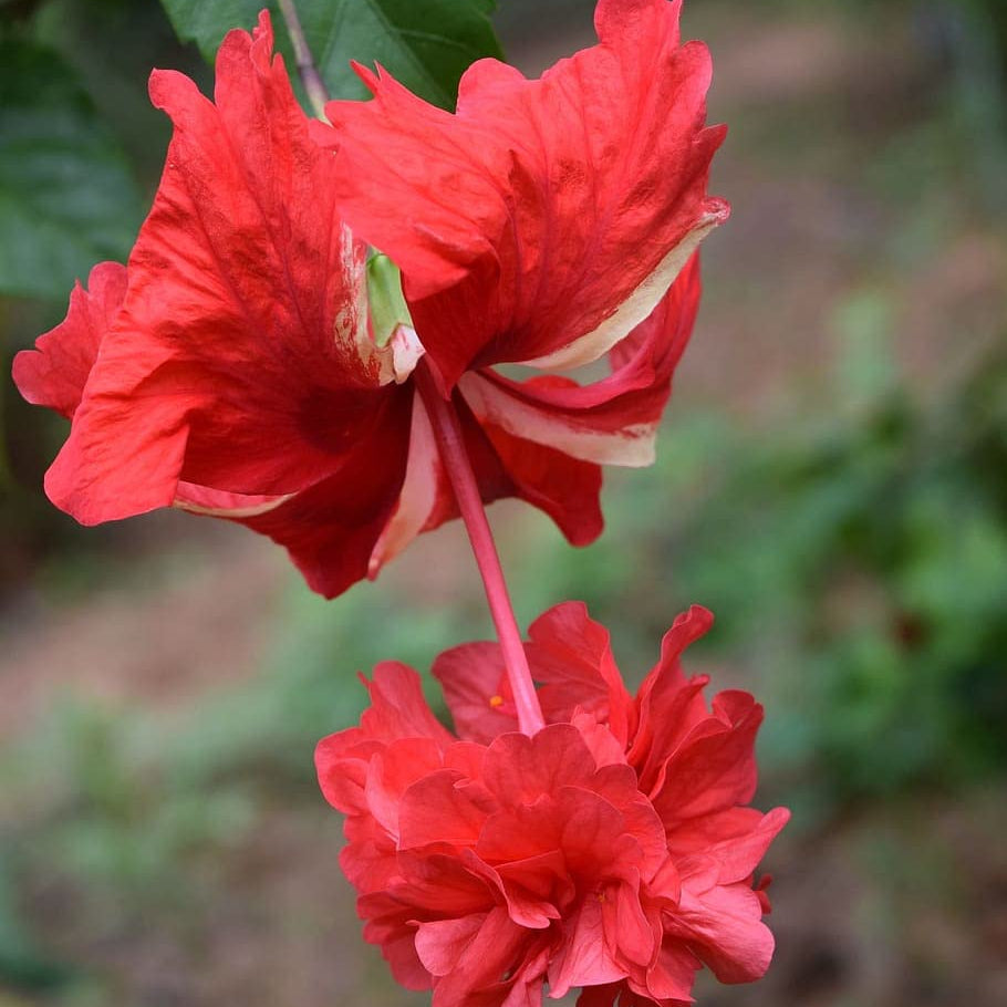 Hibiscus Red Hanging Double Petal (Desi Variety All Time Flowering Live Plant