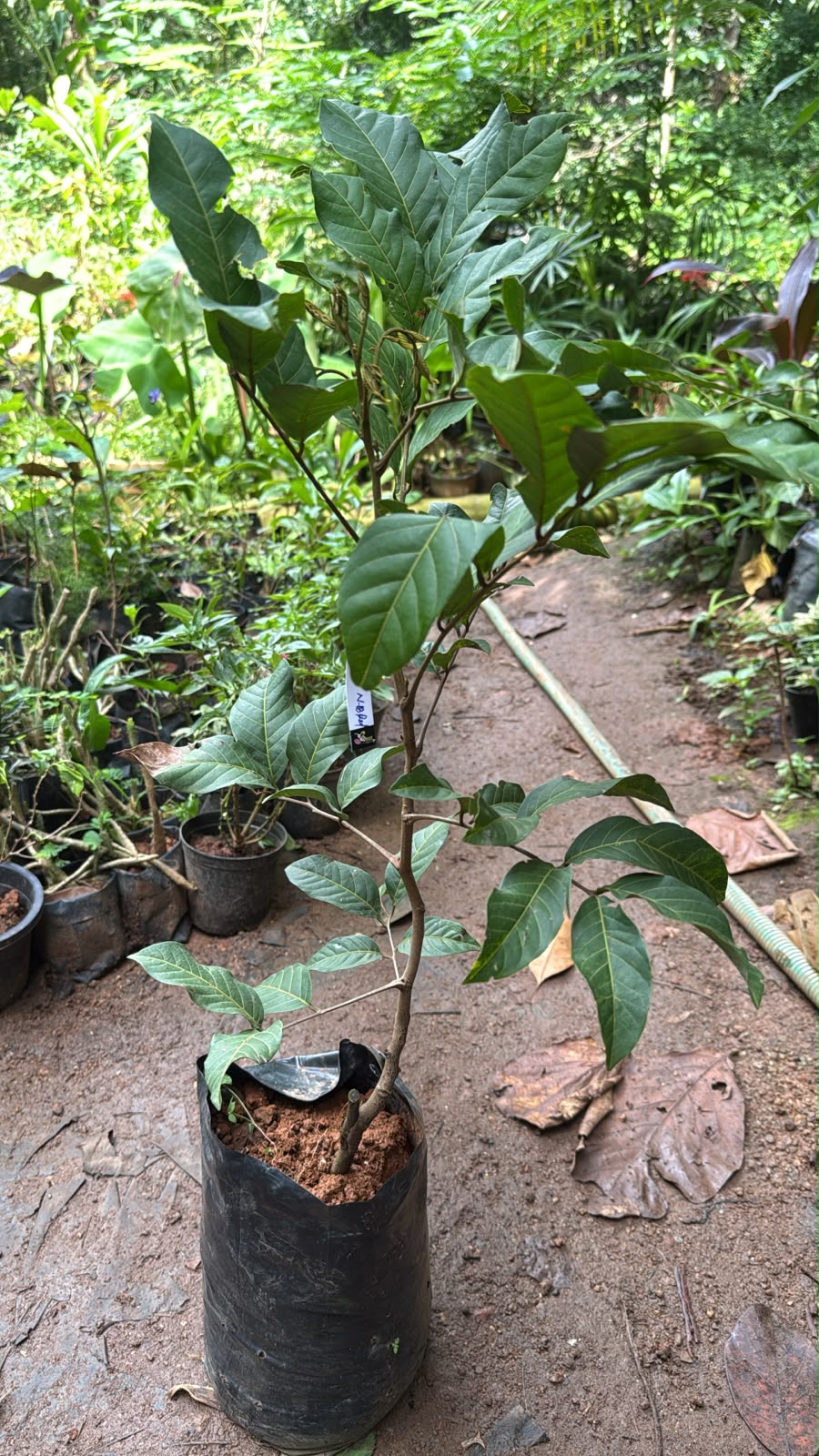 Bees Plant Hub Rambutan N18 Tropical Grafted Fruit Plant
