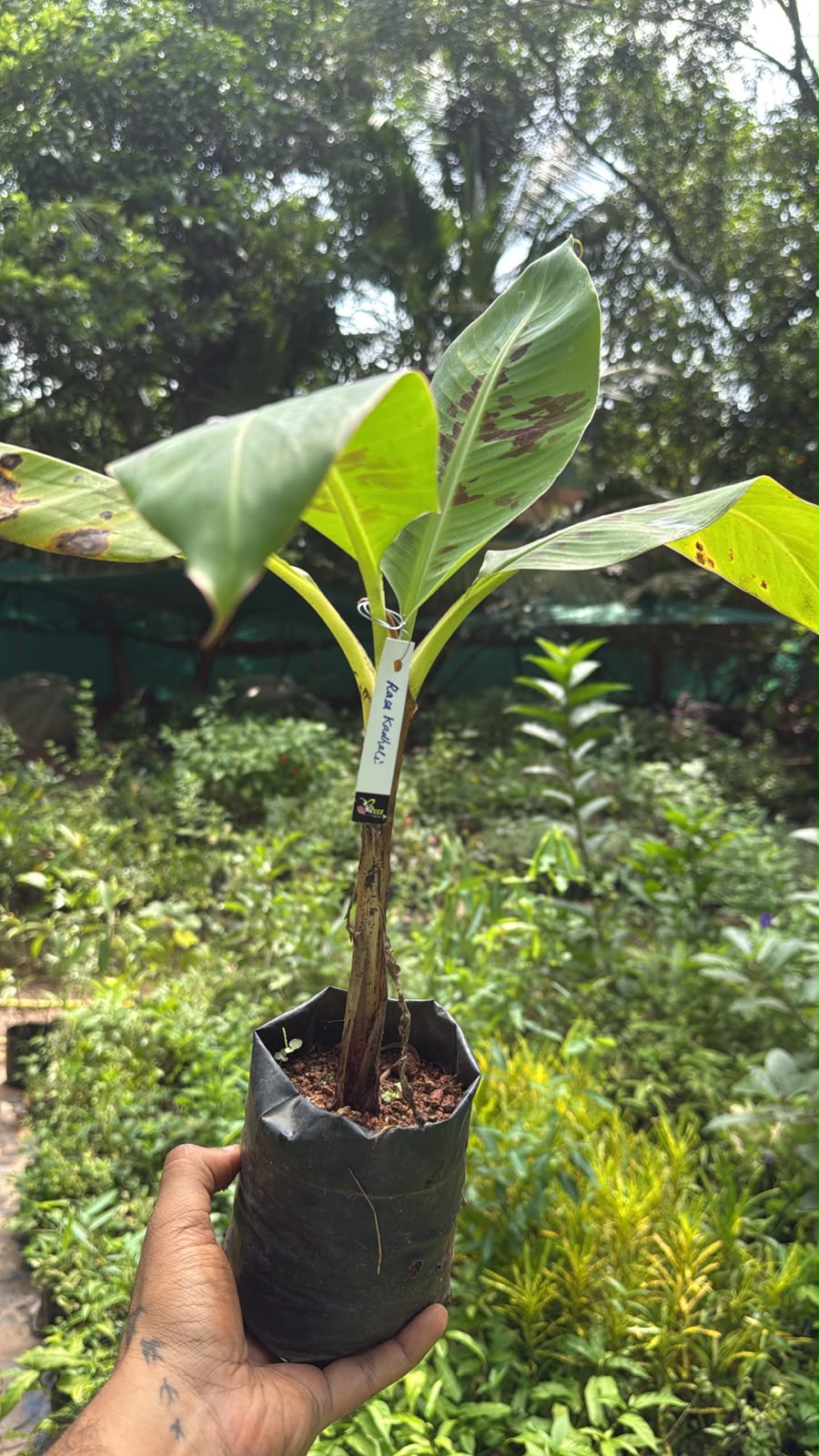 Bees Plant Hub Rasakadali Banana Live Plant