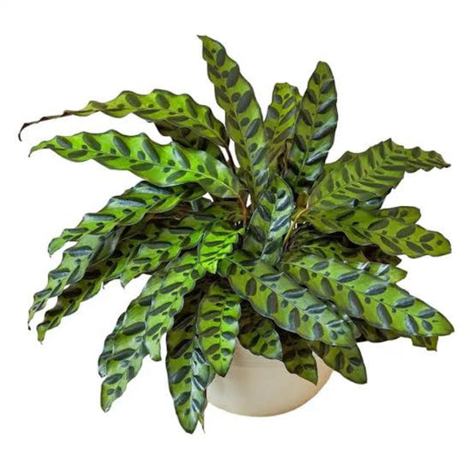 Bees Plant Hub Rattlesnake Plant / Calathea Lancifolia (Goeppertia insignis) Live Plant