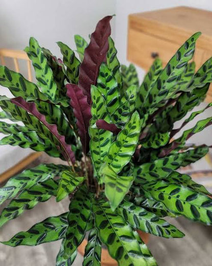 Bees Plant Hub Rattlesnake Plant / Calathea Lancifolia (Goeppertia insignis) Live Plant