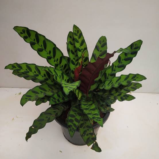 Bees Plant Hub Rattlesnake Plant / Calathea Lancifolia (Goeppertia insignis) Live Plant