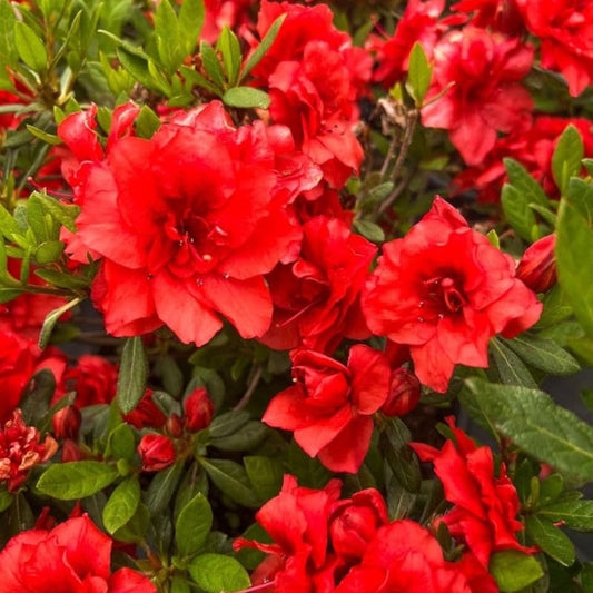 Bees Plant Hub Red Azalea Ruffle (Rhododendron simsii) Rare Flowering Live Plant