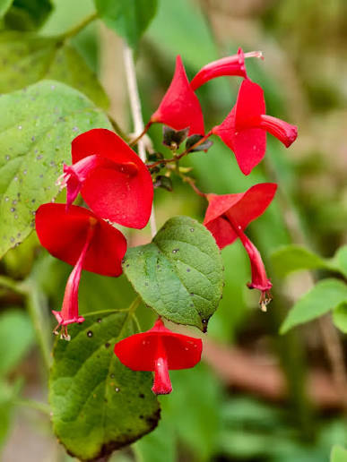 Bees Plant Hub Red Chinese Hat (Holmskioldia Sanguinea) Flowering Live Plant