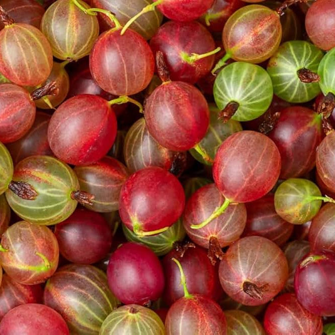 Bees Plant Hub Red Gooseberry Grafted Live Plant (Ribes uva-crispa)