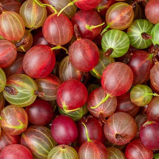Bees Plant Hub Red Gooseberry Grafted Live Plant (Ribes uva-crispa)