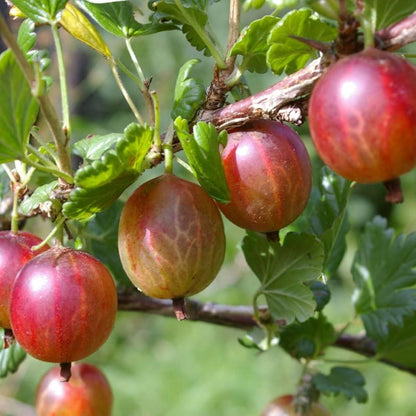 Bees Plant Hub Red Gooseberry Grafted Live Plant (Ribes uva-crispa)