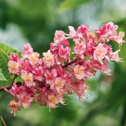 Bees Plant Hub Red Horse-Chestnut Tree (Aesculus x carnea) Rare Live Plant