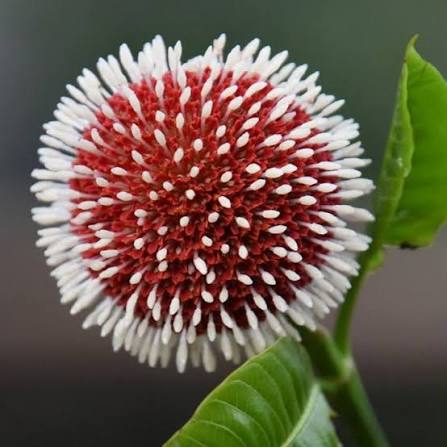 Bees Plant Hub Red Kadamb (Neolamarckia cadamba) Flowering Live Plant