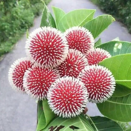 Bees Plant Hub Red Kadamb (Neolamarckia cadamba) Flowering Live Plant