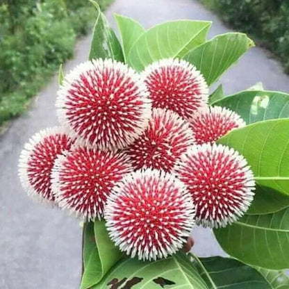 Bees Plant Hub Red Kadamb (Neolamarckia cadamba) Flowering Live Plant