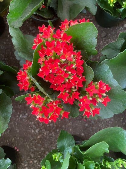 Bees Plant Hub Red Kalanchoe (Blossfeldiana) All Time Flowering Live Plant