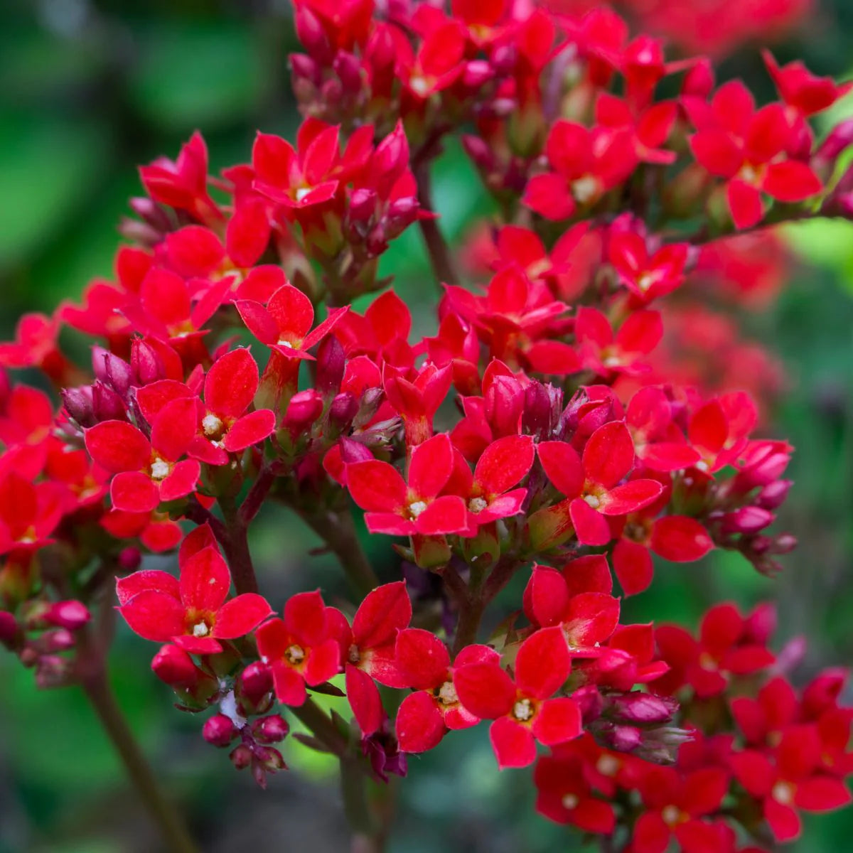 Bees Plant Hub Red Kalanchoe (Blossfeldiana) All Time Flowering Live Plant