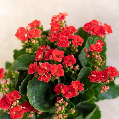 Bees Plant Hub Red Kalanchoe (Blossfeldiana) All Time Flowering Live Plant