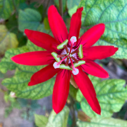Bees Plant Hub Passiflora Red Krishna Kamal (Red Passion Flower) All Time Flowering Live Plant