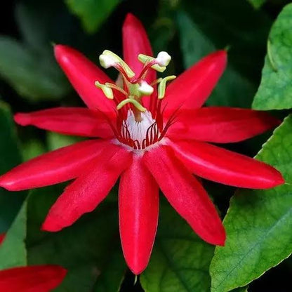 Bees Plant Hub Passiflora Red Krishna Kamal (Red Passion Flower) All Time Flowering Live Plant