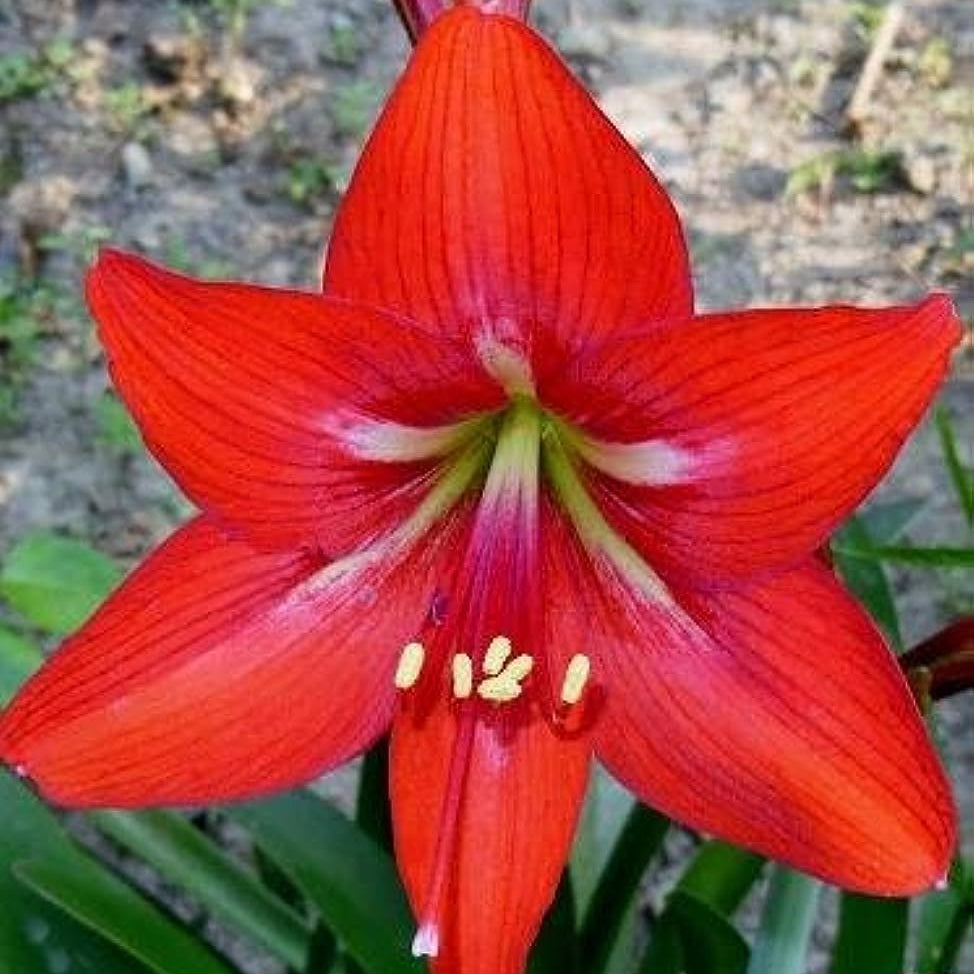 Bees Plant Hub Red Lilly (Amaryllis) Flowering Live Plant
