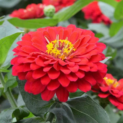 Bees Plant Hub Red Multi Petal Zinnia Flowering Live Plant