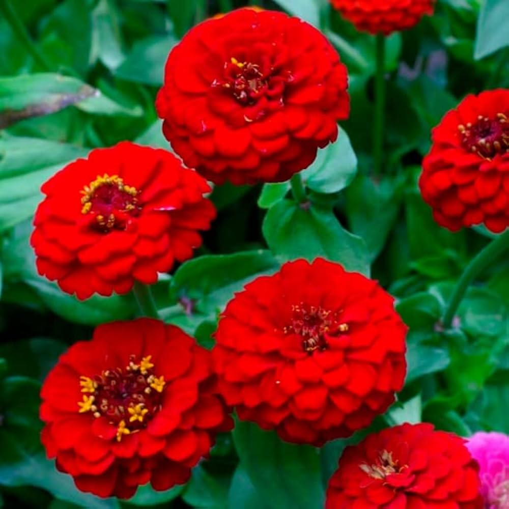 Bees Plant Hub Red Multi Petal Zinnia Flowering Live Plant
