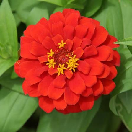 Bees Plant Hub Red Multi Petal Zinnia Flowering Live Plant
