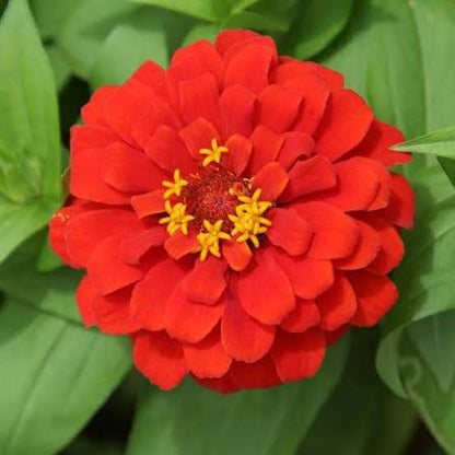 Bees Plant Hub Red Multi Petal Zinnia Flowering Live Plant