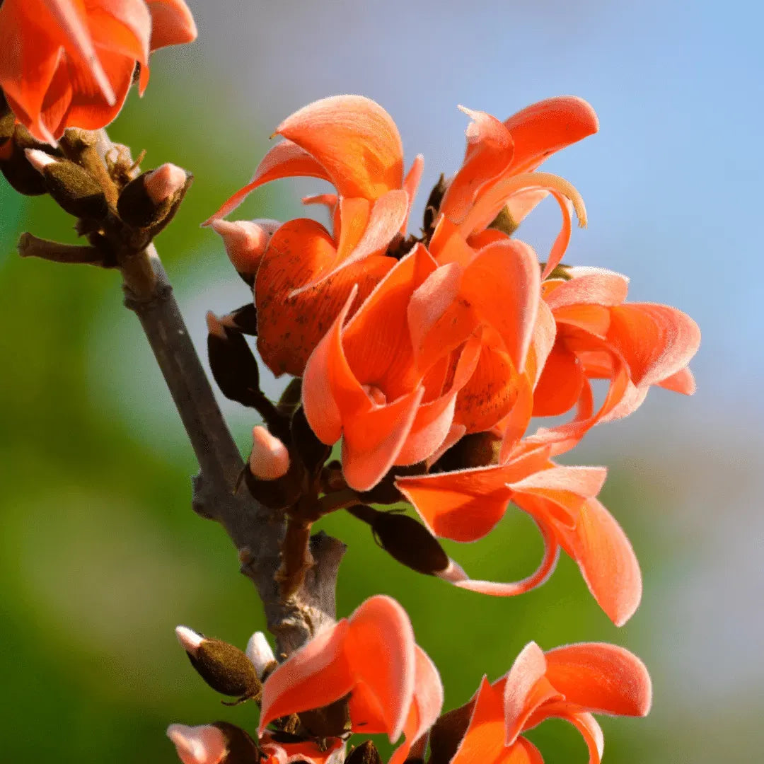 Bees Plant Hub Yellow Palash & Red Palash Combo Flowering Layered Live Plants