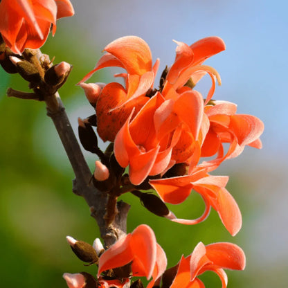 Bees Plant Hub Yellow Palash & Red Palash Combo Flowering Layered Live Plants