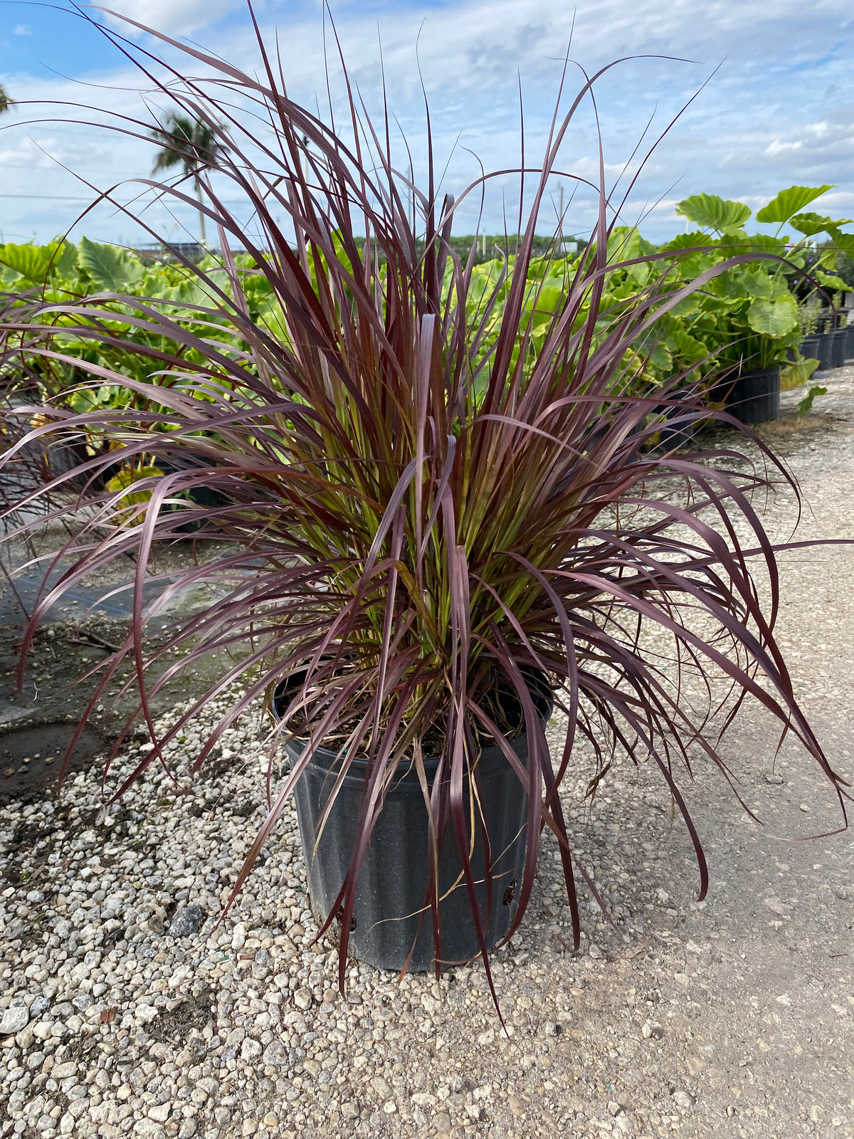 Bees Plant Hub Red Ribbon / Fountain Grass (Pennisetum setaceum) Ornamental Live Plant