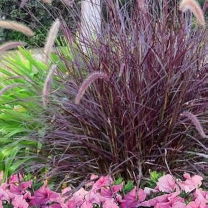 Bees Plant Hub Red Ribbon / Fountain Grass (Pennisetum setaceum) Ornamental Live Plant