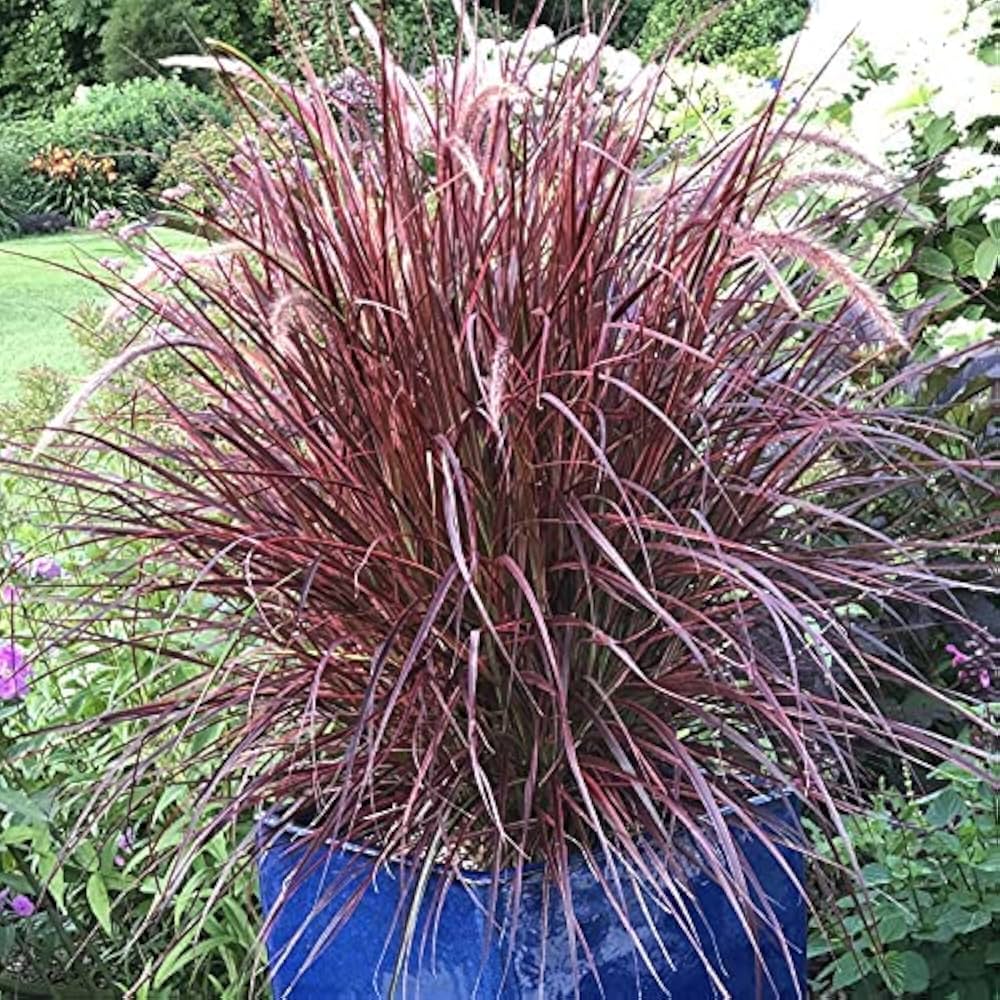 Bees Plant Hub Red Ribbon / Fountain Grass (Pennisetum setaceum) Ornamental Live Plant