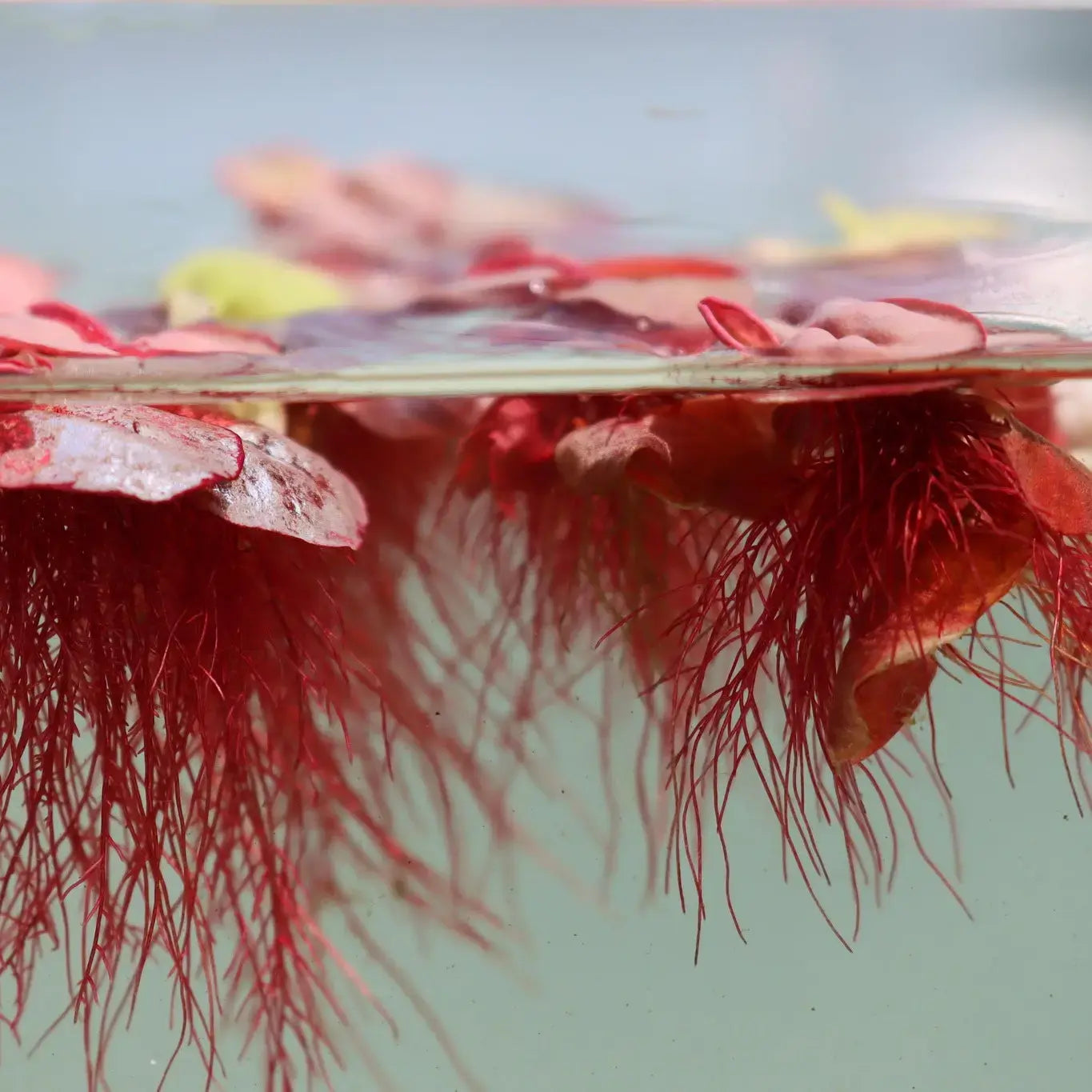 Bees Plant Hub Red Root Floater (Phyllanthus fluitans) Live Plant