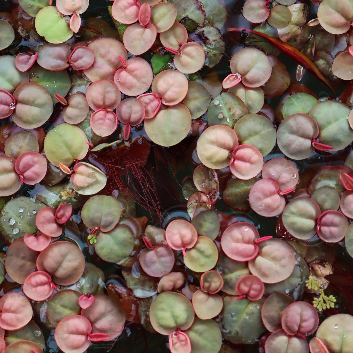 Bees Plant Hub Red Root Floater (Phyllanthus fluitans) Live Plant
