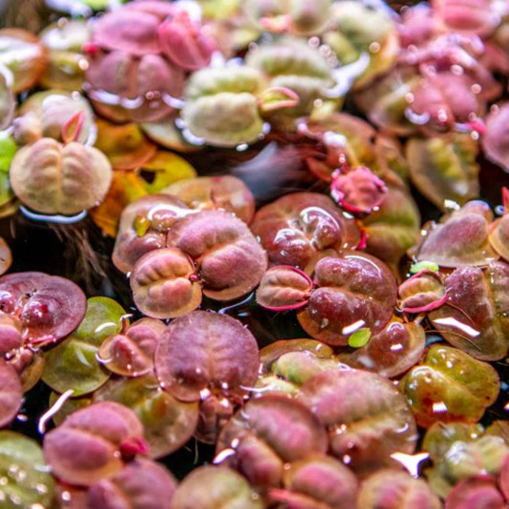 Bees Plant Hub Red Root Floater (Phyllanthus fluitans) Live Plant