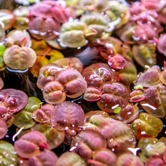 Bees Plant Hub Red Root Floater (Phyllanthus fluitans) Live Plant
