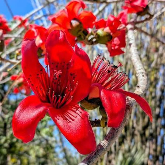 Bees Plant Hub Red Silk-Cotton Tree (Bombax ceiba) Rare Live Plant