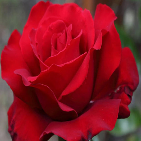 Bees Plant Hub Red Velvet Rose Grafted Live Plant