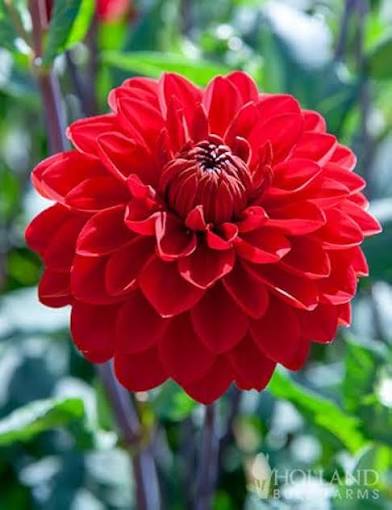 Bees Plant Hub Red Dahlia Flowering Live Plant
