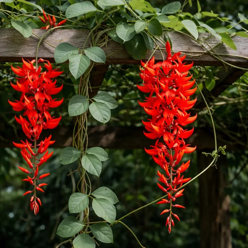 Bees Plant Hub Red Jade Vine (Mucuna Bennettii) Layered Live Plant