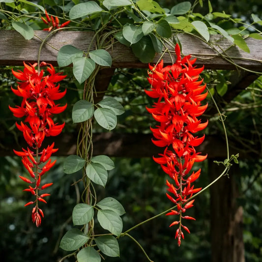 Bees Plant Hub Red Jade Vine (Mucuna Bennettii) Layered Live Plant