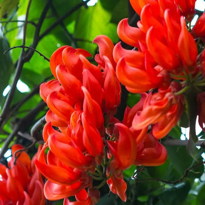 Bees Plant Hub Red Jade Vine (Mucuna Bennettii) Layered Live Plant