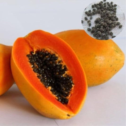 Bees Plant Hub Red Lady Papaya Dwarf Fruit Live Plant