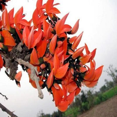 Bees Plant Hub Red Palash (Butea monosperma) All Time Flowering Layered Live Plant